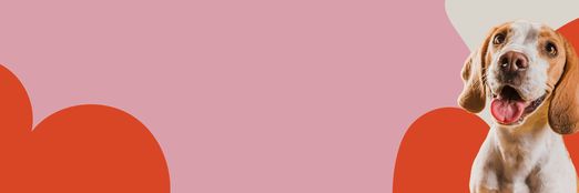 Die besten Hörbücher zum Thema Tiere!