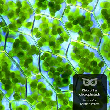 [04] Dlaczego drzewa są zielone? audiobook, Daniel Mróz