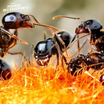 Dlaczego z Kenii przemyca się mrówki? audiobook, Mateusz Grzeszczuk