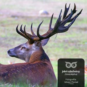 [17] Po co jeleniom są rogi?, Daniel Mróz