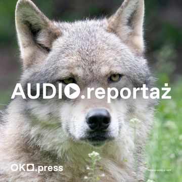 Albo wilk, albo myśliwy. Strach ma wilcze oczy [1] audiobook, OKO.press