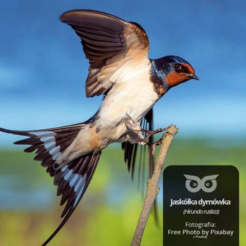 [09] Dlaczego ptaki odlatują na zimę do ciepłych krajów? audiobook, Daniel Mróz