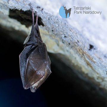 104. W poszukiwaniu nietoperzy audiobook, Bartek Solik