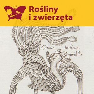 Zapomniany polski uczony – Jan Jonston, Międzynarodowe Centrum Kultury