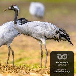 Posłuchajcie Głosu Natury z BlizejLasu.pl - Opowieść o żurawiach, Daniel Mróz