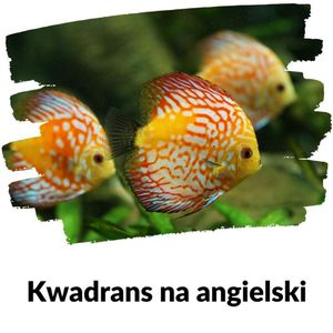 KNA: Lekcja 152 (akwarium), Szymon Marciniak