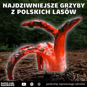 #311 Najdziwniejsze grzyby z polskich lasów | prof. Marta Wrzosek, Karolina Głowacka