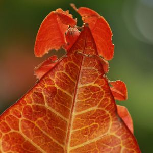 Kłamczuchy z dżungli (Szymon Drobniak), Kwartalnik Przekrój
