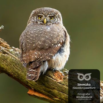 [27] Czy sowy są naprawdę mądre? [Blizejlasu.pl] audiobook, Daniel Mróz