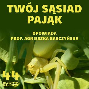 #44 Zyzuś tłuścioch i inni nasi ośmionożni sąsiedzi. Podcast o pająkach w mieście i kosmosie | prof. Agnieszka Babczyńska, Karolina Głowacka