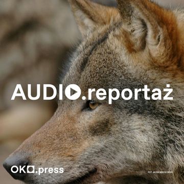 Jak oswoić wilka? Strach ma wilcze oczy [2] audiobook, OKO.press