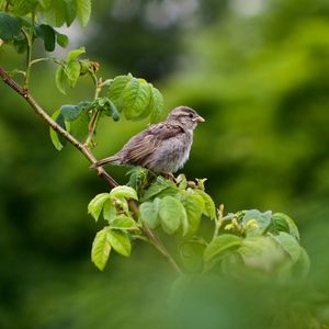 Czykczyrykarz nadzwyczajny. O pewnej przyjaźni (Mikołaj Golachowski), Kwartalnik Przekrój