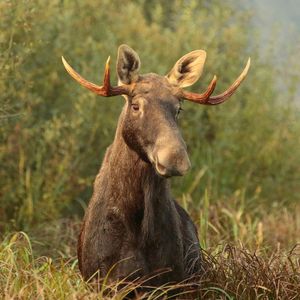 Łosie są tu od milionów lat, a dziś umierają na naszych ostrych płotach [BEZBRONNE], OKO.press