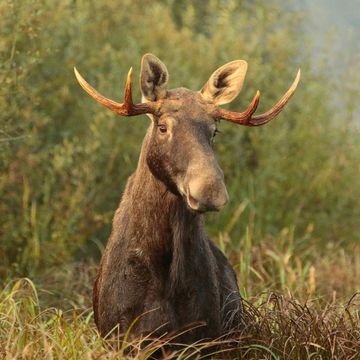 Łosie są tu od milionów lat, a dziś umierają na naszych ostrych płotach [BEZBRONNE] audiobook, OKO.press