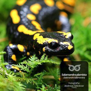 [14] Zimowanie w skórze, łusce i skorupie - czyli jak zimują płazy i gady, Daniel Mróz