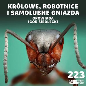 #223 Mrówki - biochemiczne roboty (?) tworzące superorganizmy (?) | Igor Siedlecki, Karolina Głowacka