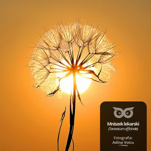 [19] Jak z upałami radzą sobie rośliny i zwierzęta?, Daniel Mróz