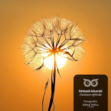 [19] Jak z upałami radzą sobie rośliny i zwierzęta? audiobook, Daniel Mróz