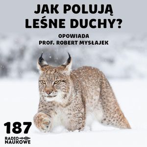 #187 Rysie - dostojni, dyskretni i arcyskuteczni myśliwi | prof. Robert Mysłajek, Karolina Głowacka