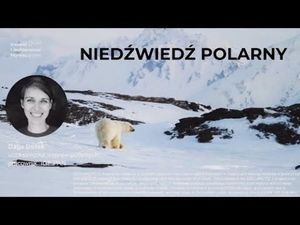 Niedźwiedź polarny / Dagmara Bożek, Wszechnica FWW