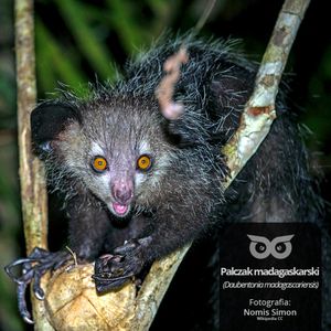 [05] Czy są zwierzęta zombie?, Daniel Mróz