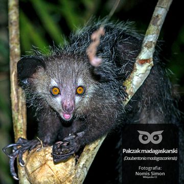 [05] Czy są zwierzęta zombie? audiobook, Daniel Mróz