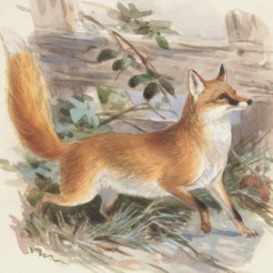 Lis i Borsuk (Tomasz Sitarz), Kwartalnik Przekrój