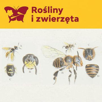 Ul – fizjokraci – gospodarowanie w naturze audiobook, Międzynarodowe Centrum Kultury