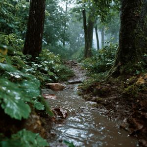 Deszcz w lesie – krople na liściach, odległe grzmoty, Naturiconia