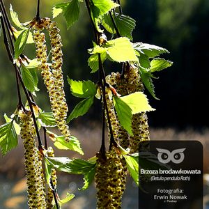 [18] Czy drzewa lubią pączki?, Daniel Mróz