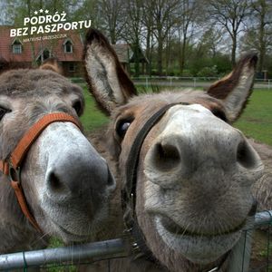 Szwajcaria zakazuje osłów jako ochroniarzy | Komentarz w Podróży, Mateusz Grzeszczuk