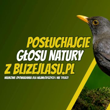 Posłuchajcie Głosu Natury z BlizejLasu.pl - Opowieść o kosie audiobook, Daniel Mróz