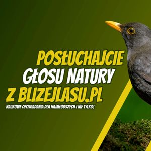 Posłuchajcie Głosu Natury z BlizejLasu.pl - Opowieść o kosie, Daniel Mróz
