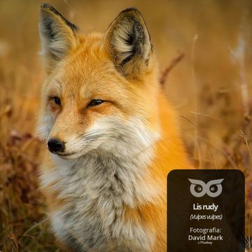 [11] Dlaczego lisy są rude? audiobook, Daniel Mróz