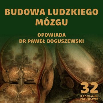 #32 Czy mózg jest jak cebula? O budowie najważniejszego organu | dr Paweł Boguszewski audiobook, Karolina Głowacka