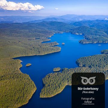 [21] Skąd się bierze woda w lesie? audiobook, Daniel Mróz