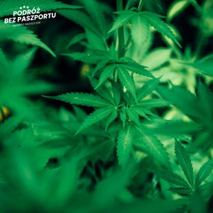 Marihuana przyczyną zatruć kanadyjskich seniorów, Mateusz Grzeszczuk