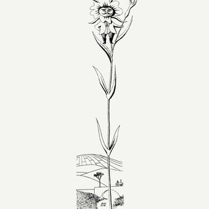 Babie lato u Babalskich (Berenika Steinberg), Kwartalnik Przekrój