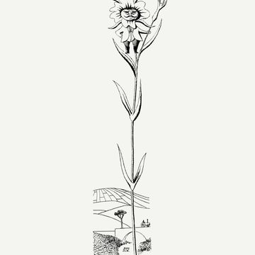 Babie lato u Babalskich (Berenika Steinberg) audiobook, Kwartalnik Przekrój