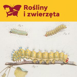 Kolekcjoner albumów przyrodniczych, Międzynarodowe Centrum Kultury