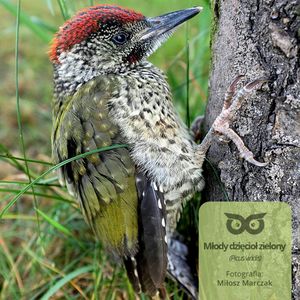 [02] Czy dzięcioła boli głowa?, Daniel Mróz