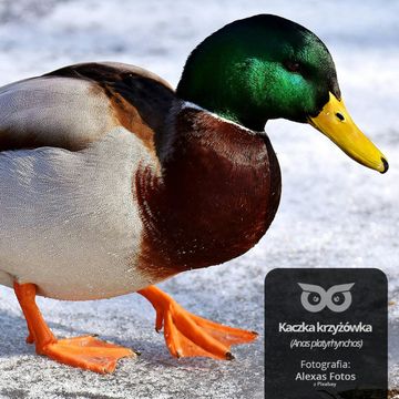 [07] Czy kaczuszkom marzną nóżki? audiobook, Daniel Mróz