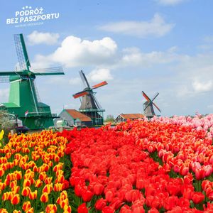 Holenderska wioska wiatraków ogranicza turystów, Mateusz Grzeszczuk