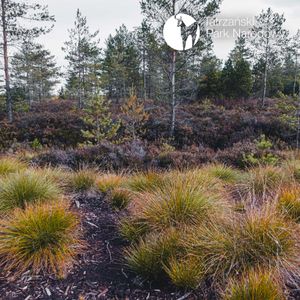 72. Torfowiska - świat pogranicza, Bartek Solik