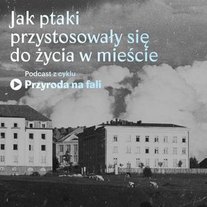Jak ptaki przystosowały się do życia w mieście, Międzynarodowe Centrum Kultury