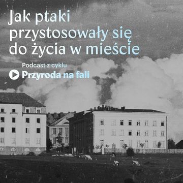 Jak ptaki przystosowały się do życia w mieście audiobook, Międzynarodowe Centrum Kultury