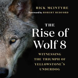 The Rise of Wolf 8 - Witnessing the Triumph of Yellowstone's Underdog - Alpha Wolves of Yellowstone: A Trilogy, Book 1 (Unabridg, Rick McIntyre
