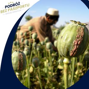 Afganistan – Uprawa maku i produkcja opium spadły o 95%, Mateusz Grzeszczuk