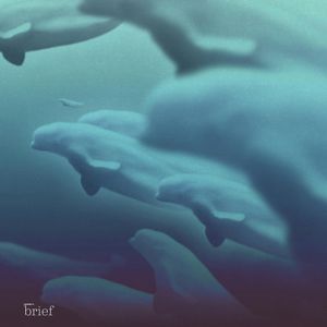 Brief #66 – Kryzys różnorodności biologicznej, sposób na powstrzymanie wirusa HIV i bojowa białucha arktyczna, Outride.rs