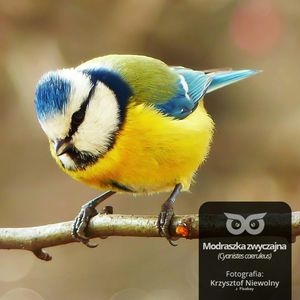 [16] Zimowanie w piórkach - czyli jak z zimą radzą sobie ptaki, Daniel Mróz